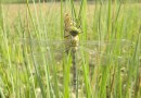 Aeshna cyanea female ©  S. Beshkov